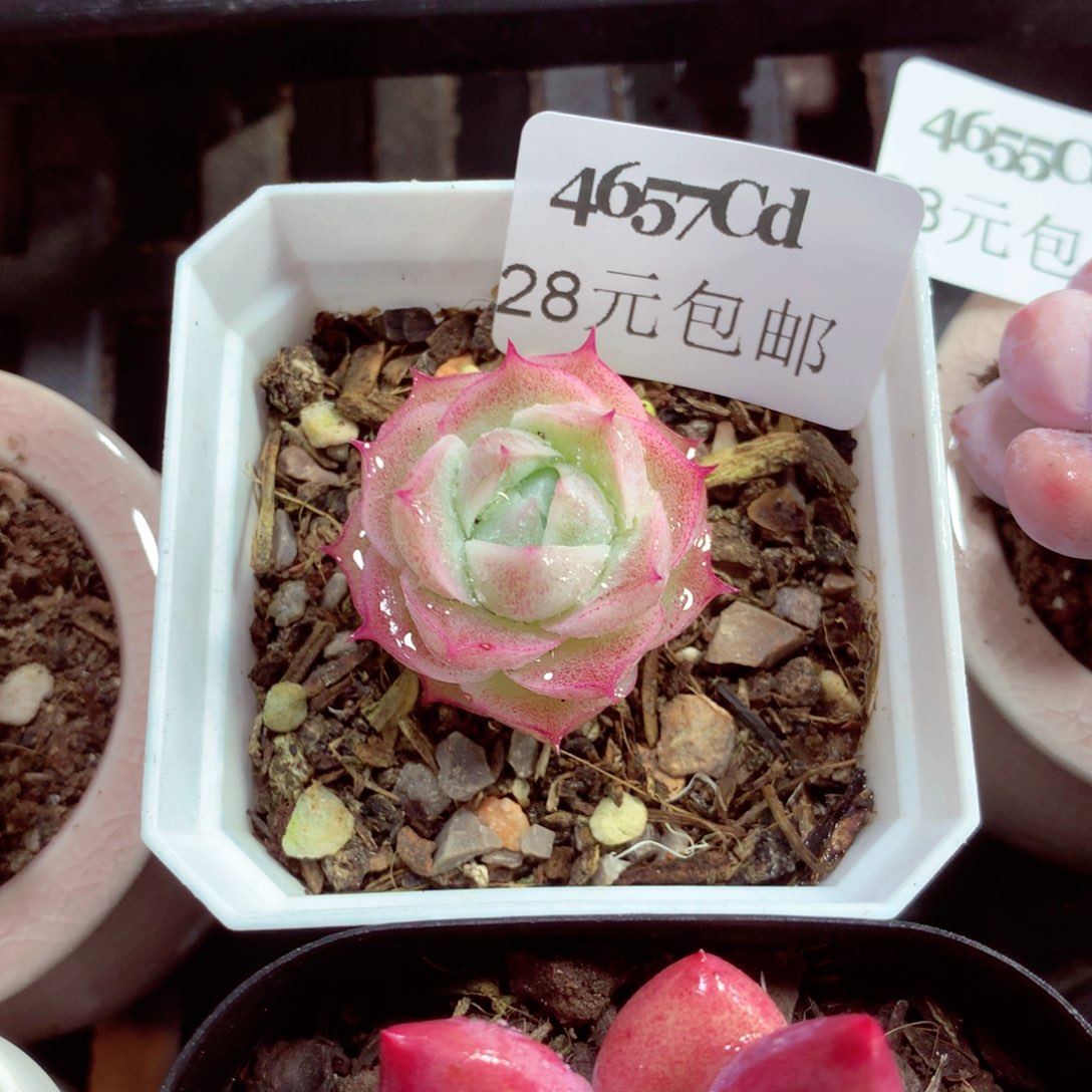 5厘米盆精控多肉4657