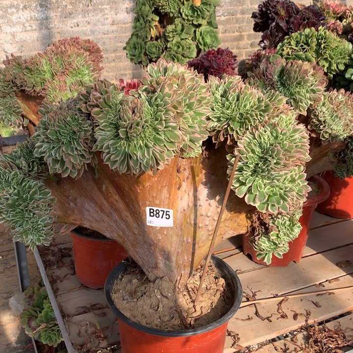 紫***月875白凤缀多肉法师