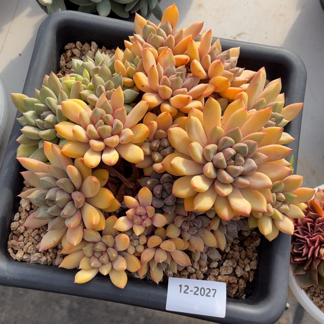 2027象牙多肉植物