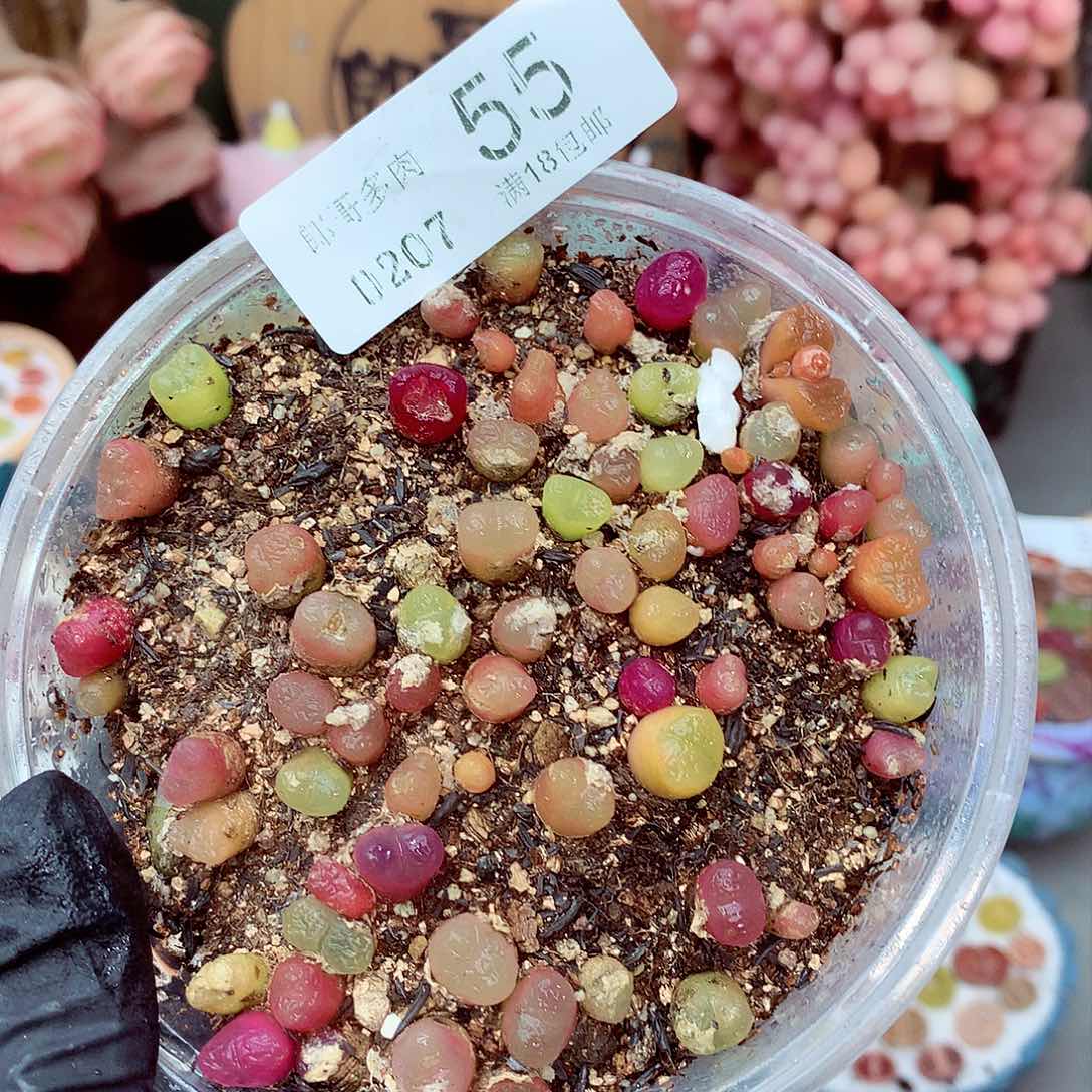 生石花满18包邮7-55