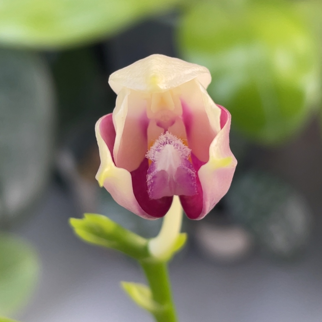 全部花苞花苞跳瓣