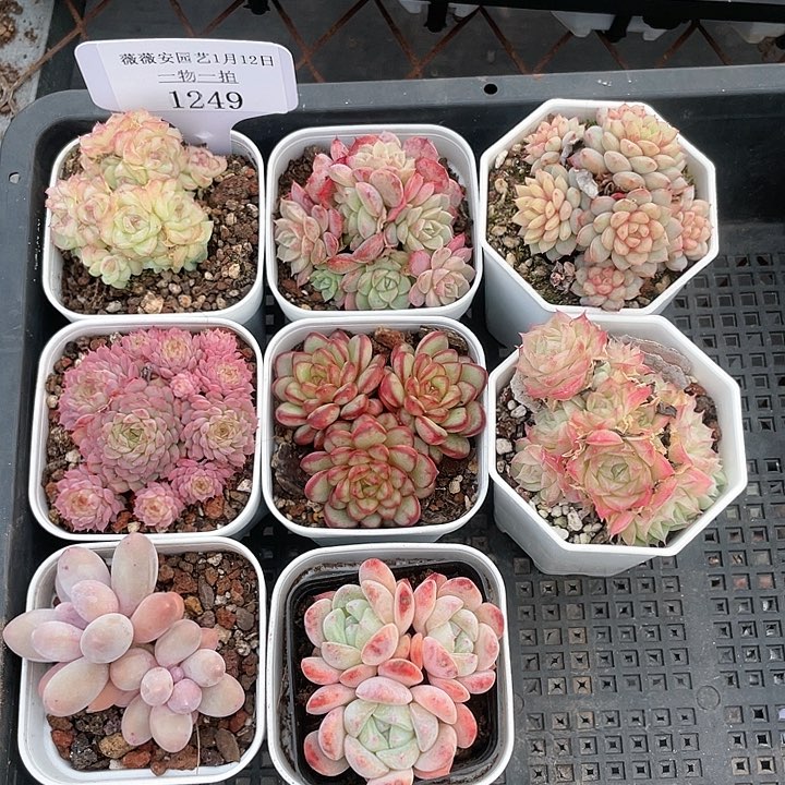 薇薇安园艺多肉1249