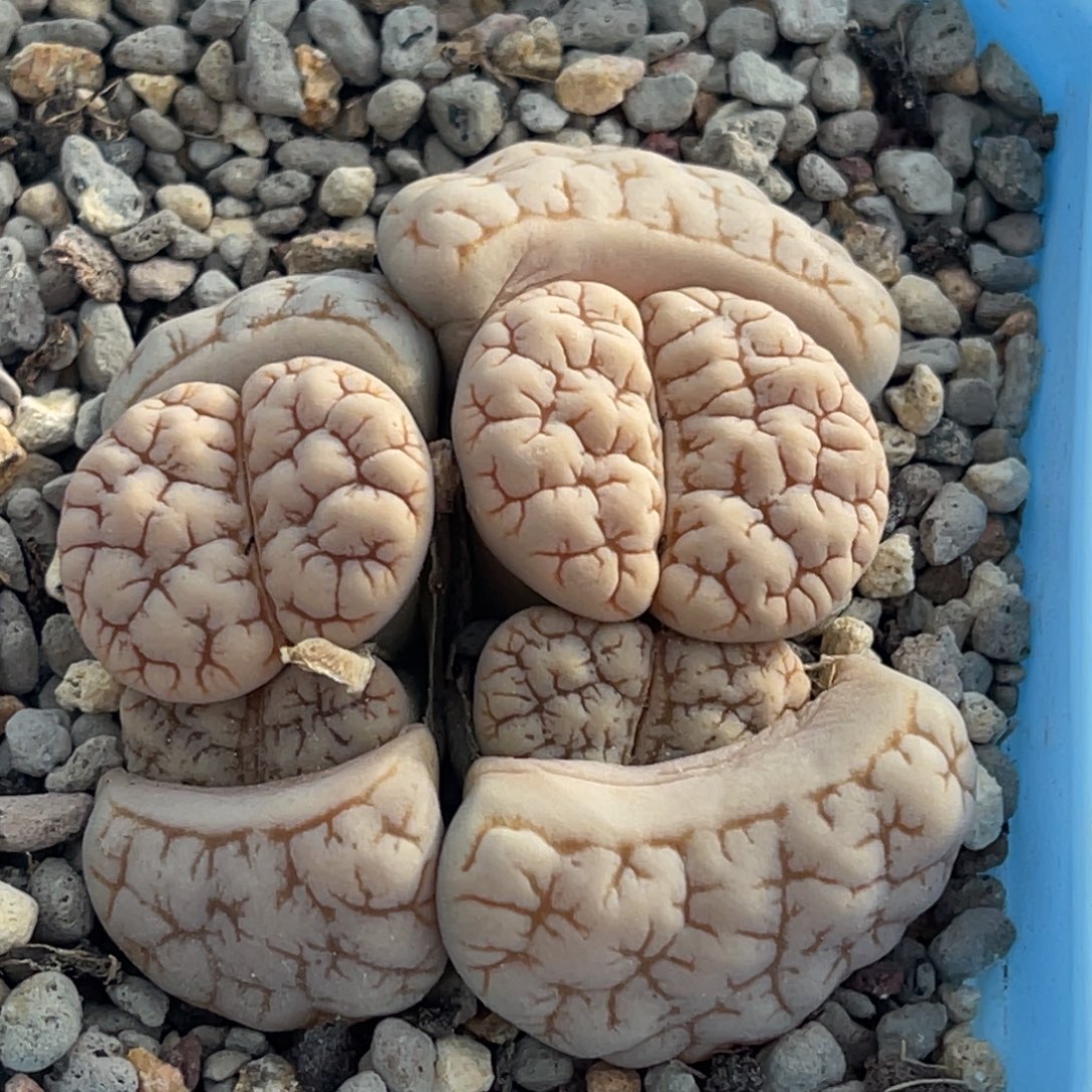 8040四头189群一颗