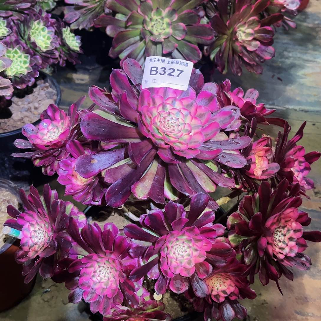 多肉植物327红铜白