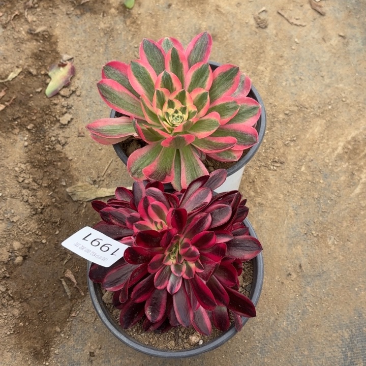 2颗多肉法师1991