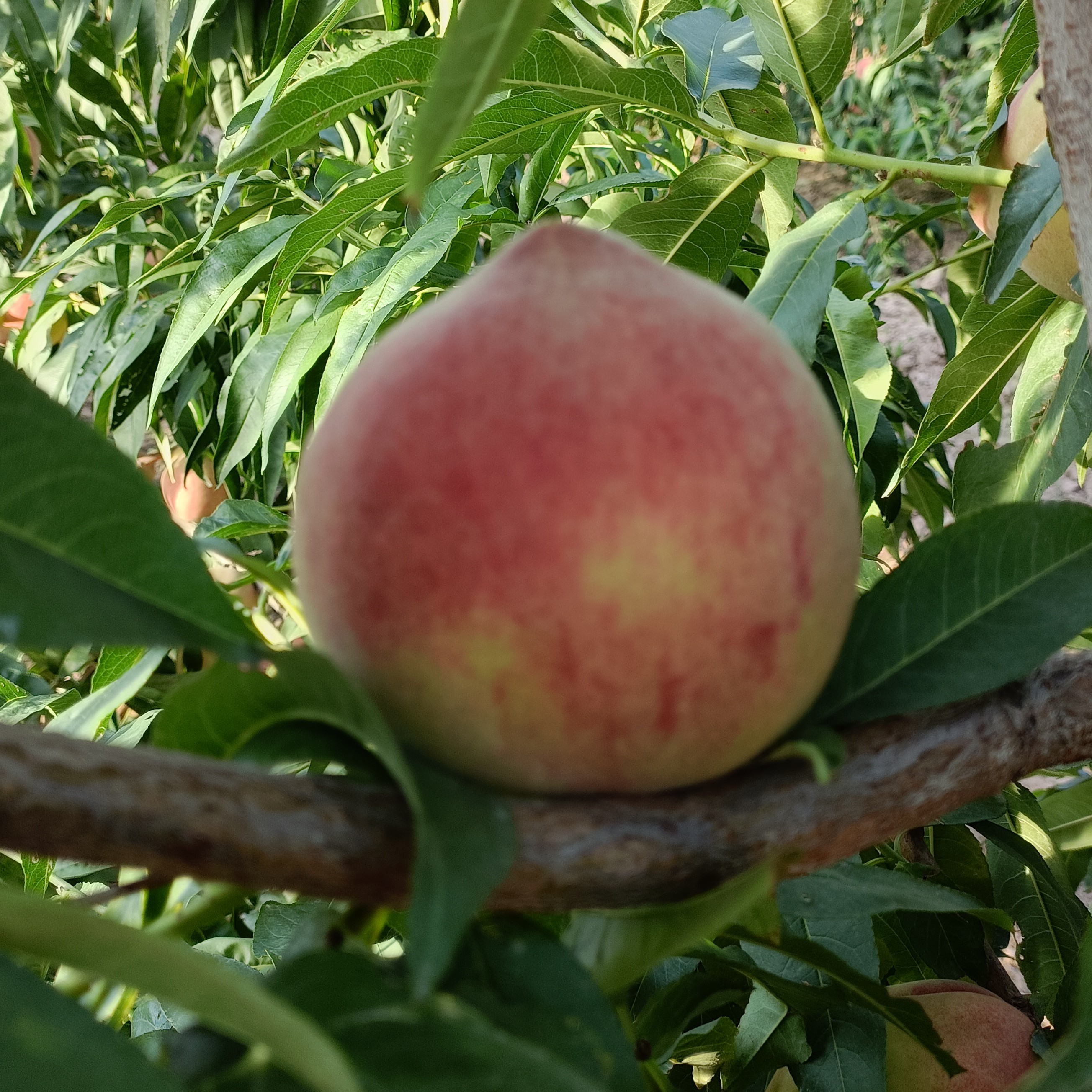 甘肃水蜜桃脆甜可口清爽应季现摘水果农家菜