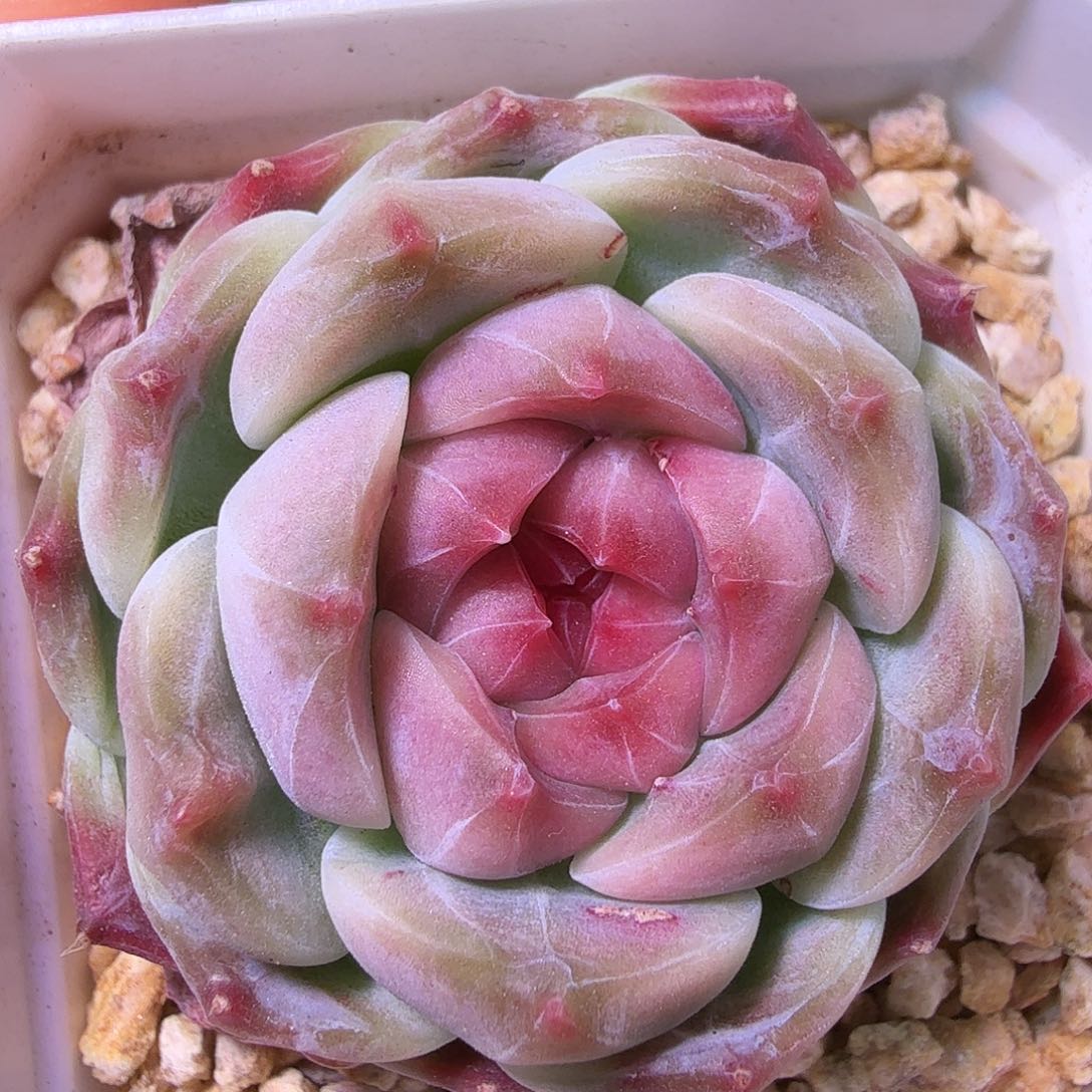 冰魄开播福利二十包邮