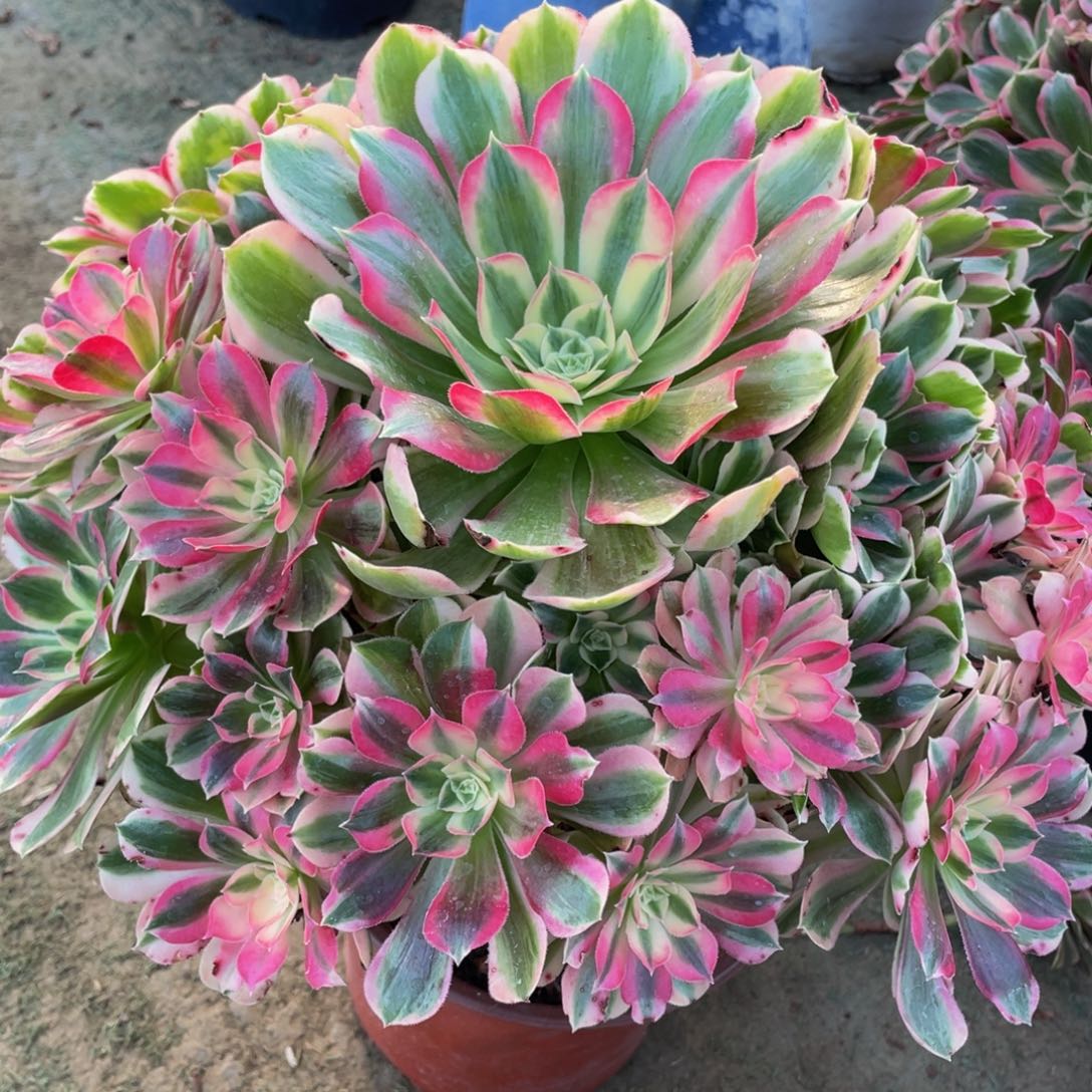 454男神精品法师老桩