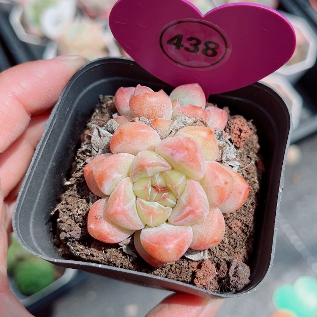 风靡园艺糖心双头
