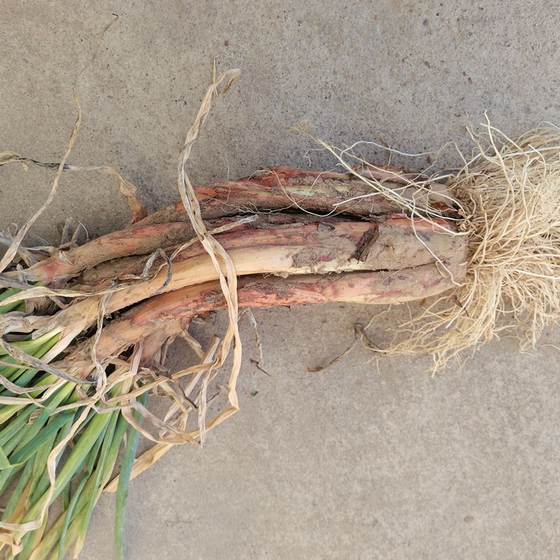 2025山西红皮葱5斤山地红葱鸡腿葱辛辣有味炒菜炖肉好调料香味足