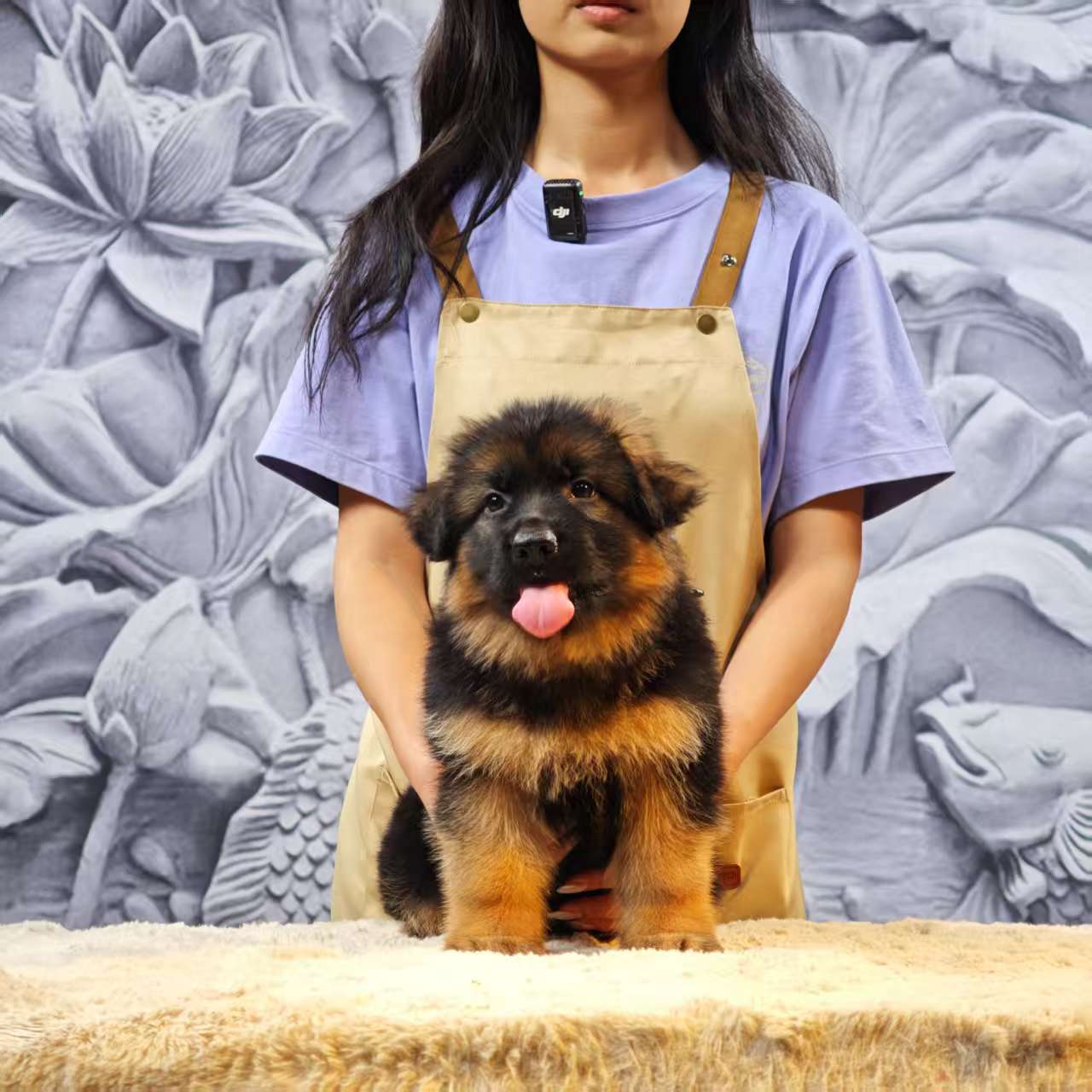 【西德甄选】西德牧羊犬乌蓝幼崽母 公主