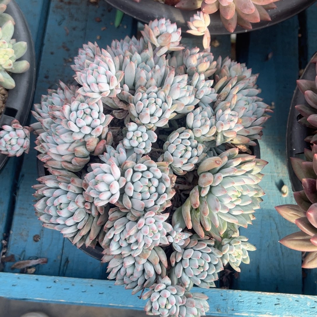 精品多肉植物老桩