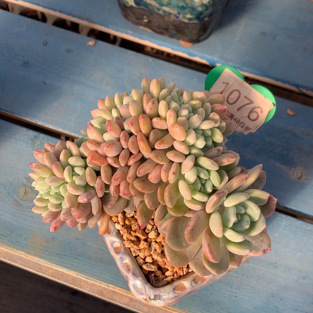 冰橙缀化一物一拍1076