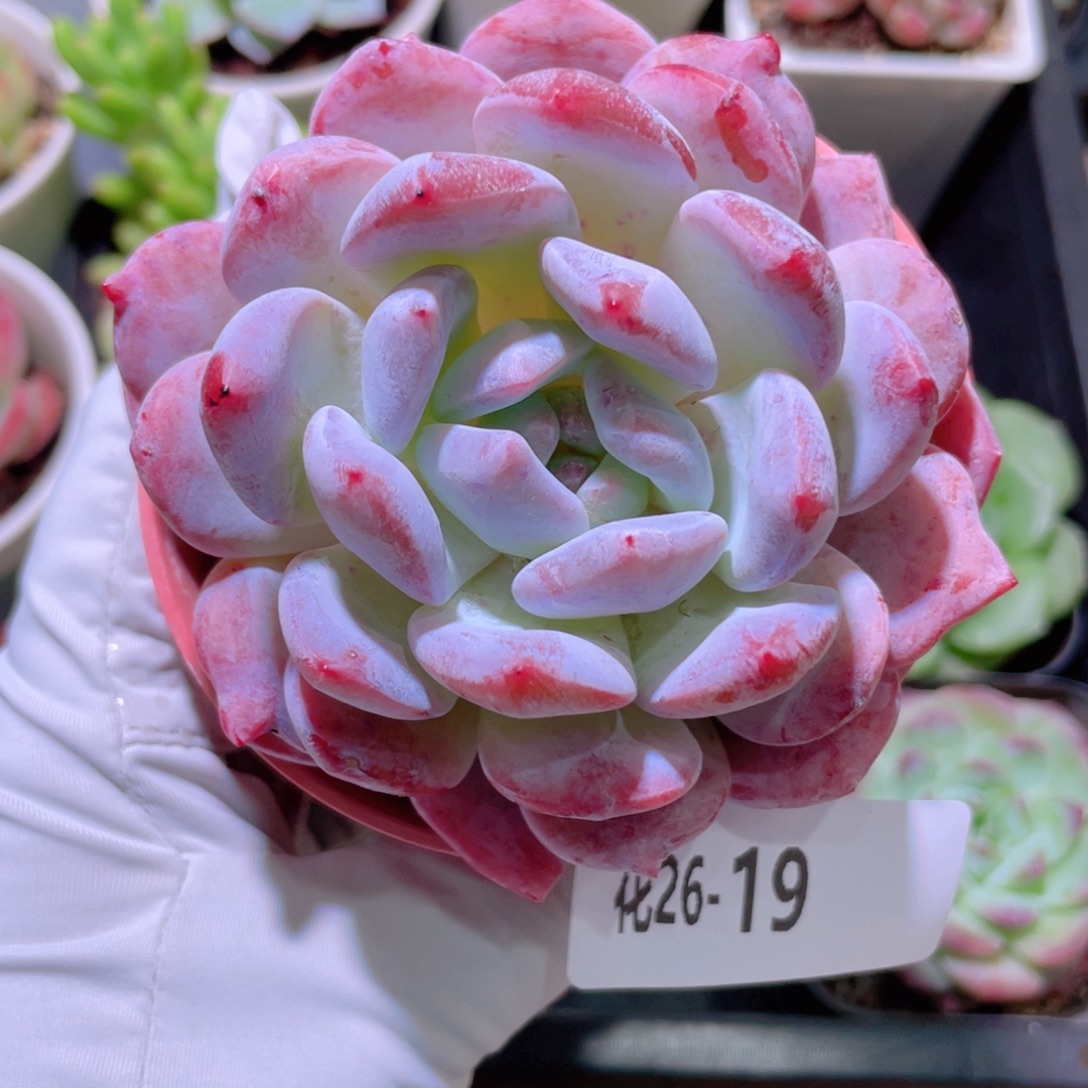 花利美26-19橙梦露