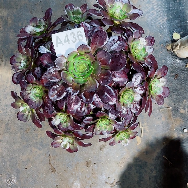 多肉紫霞法师锦炸福利436