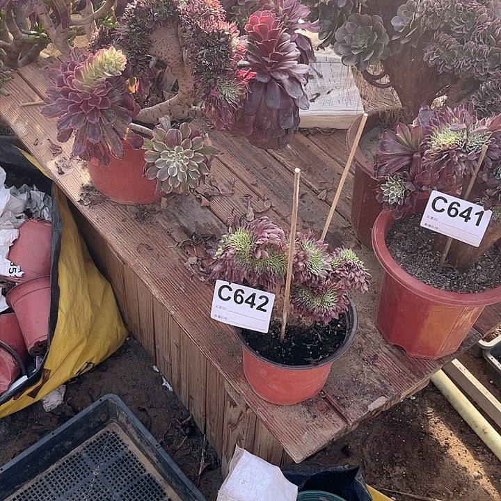 642水墨画缀多肉大师