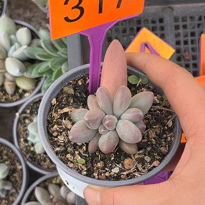 桔***甜多肉植物戴萌德317