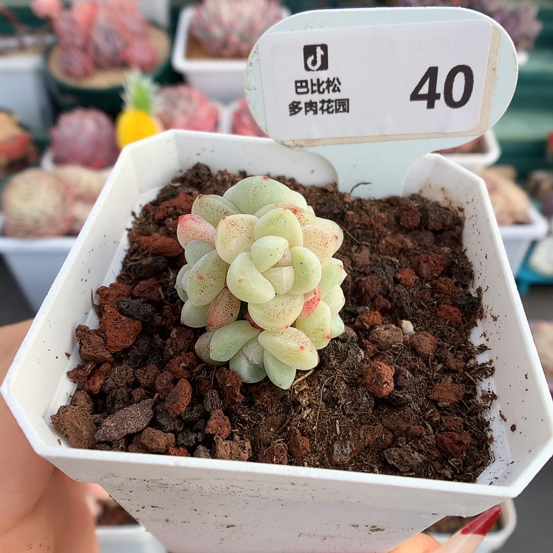 40小脸五头冰玉群多肉