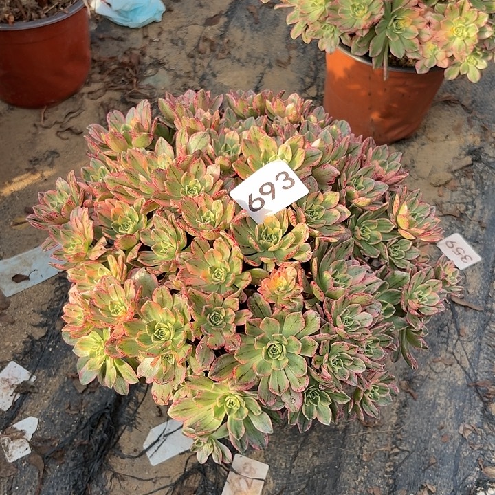 甜茶多肉植物不包损693