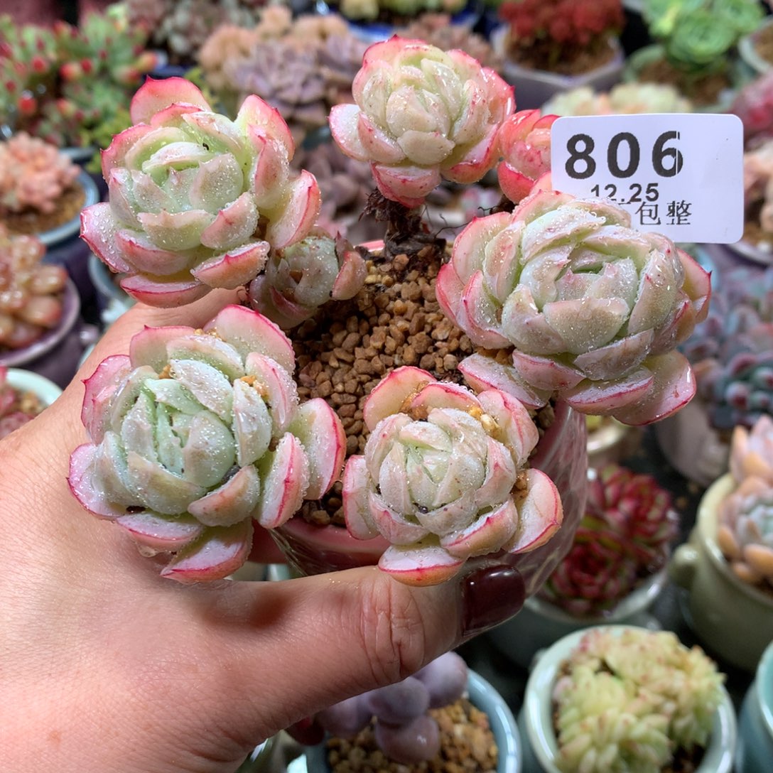 精控拇指盆12.25806