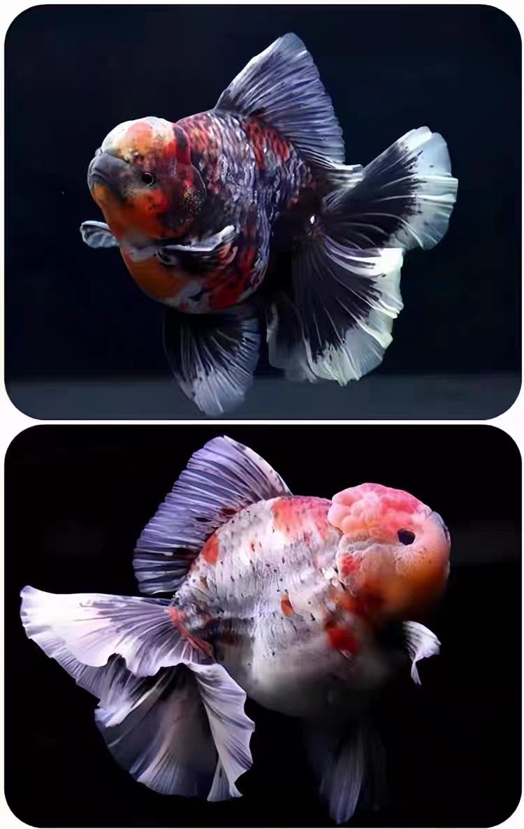 （图片仅供参考，直播间选鱼）活体精品泰狮金鱼精品金鱼观赏鱼