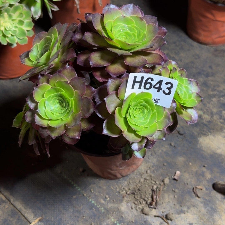 瑞妈，。。。。。643魅金，