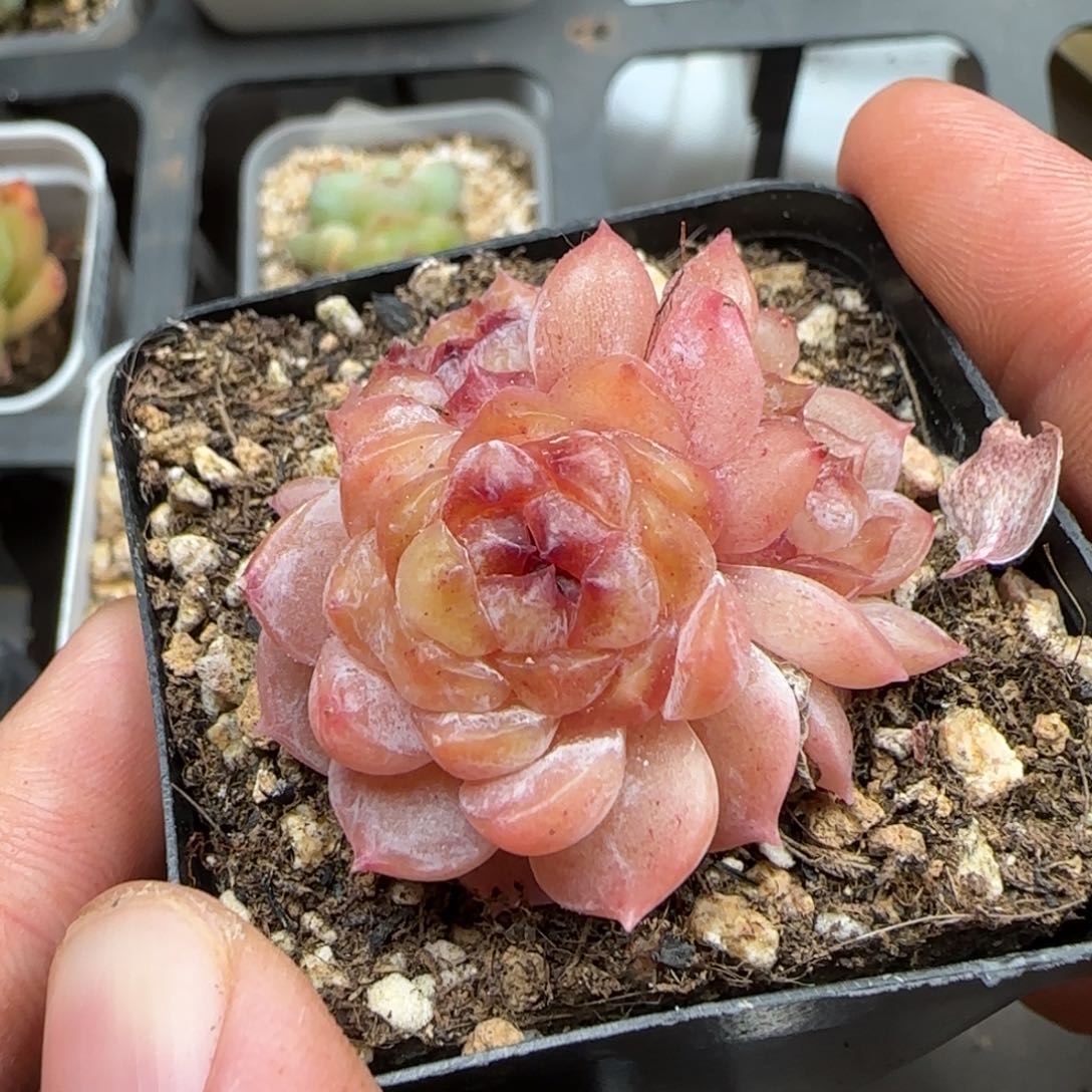 一物一拍红霞群24157