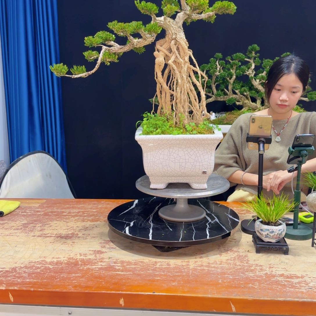 黄杨室内室外好养