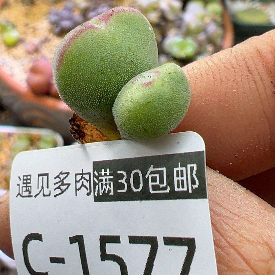 多肉植物111111111111111