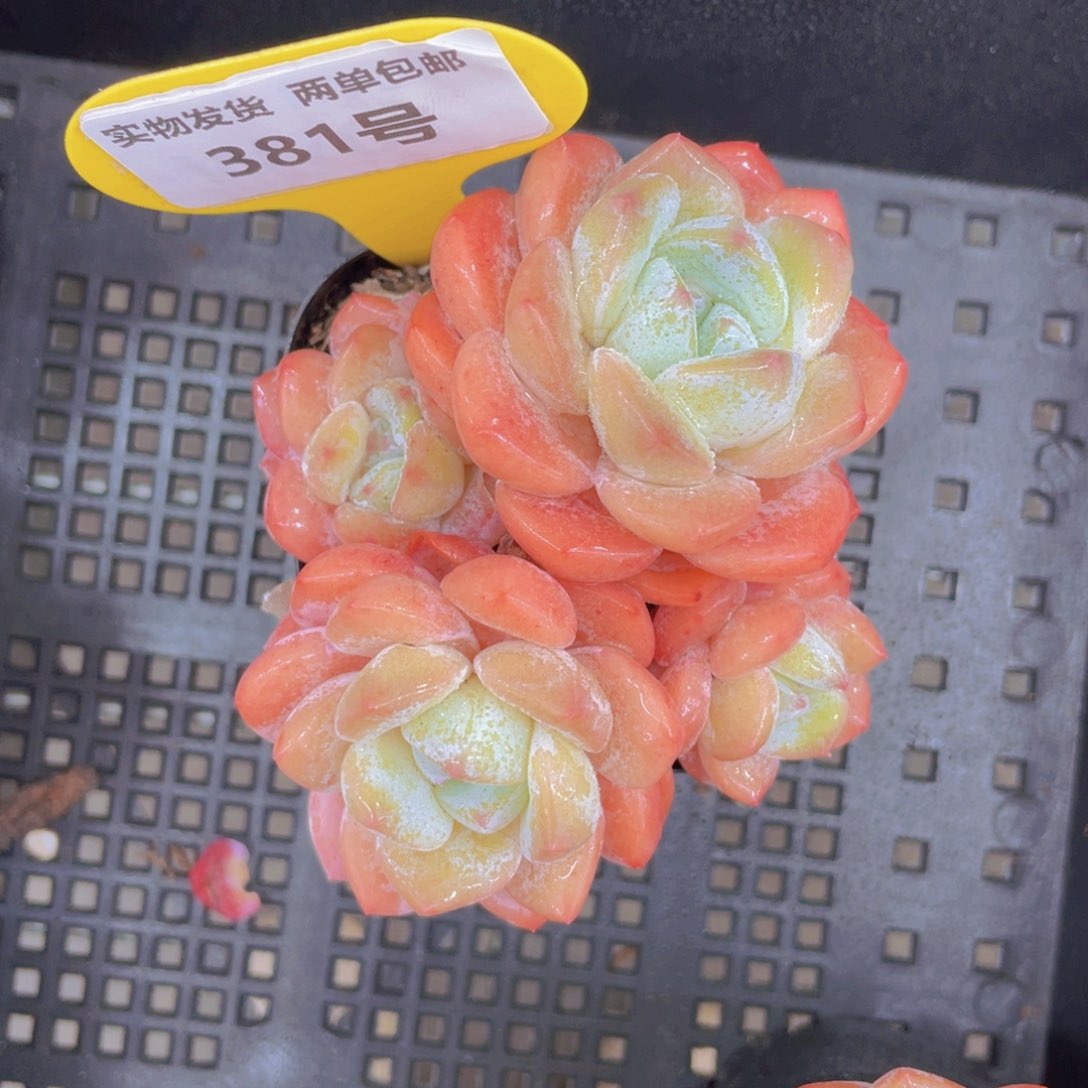 381号大白兔群生一个