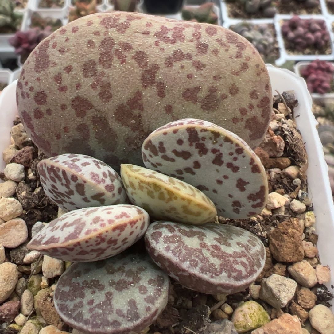 大母叶花蛋大苗斑点款多肉植物水泡