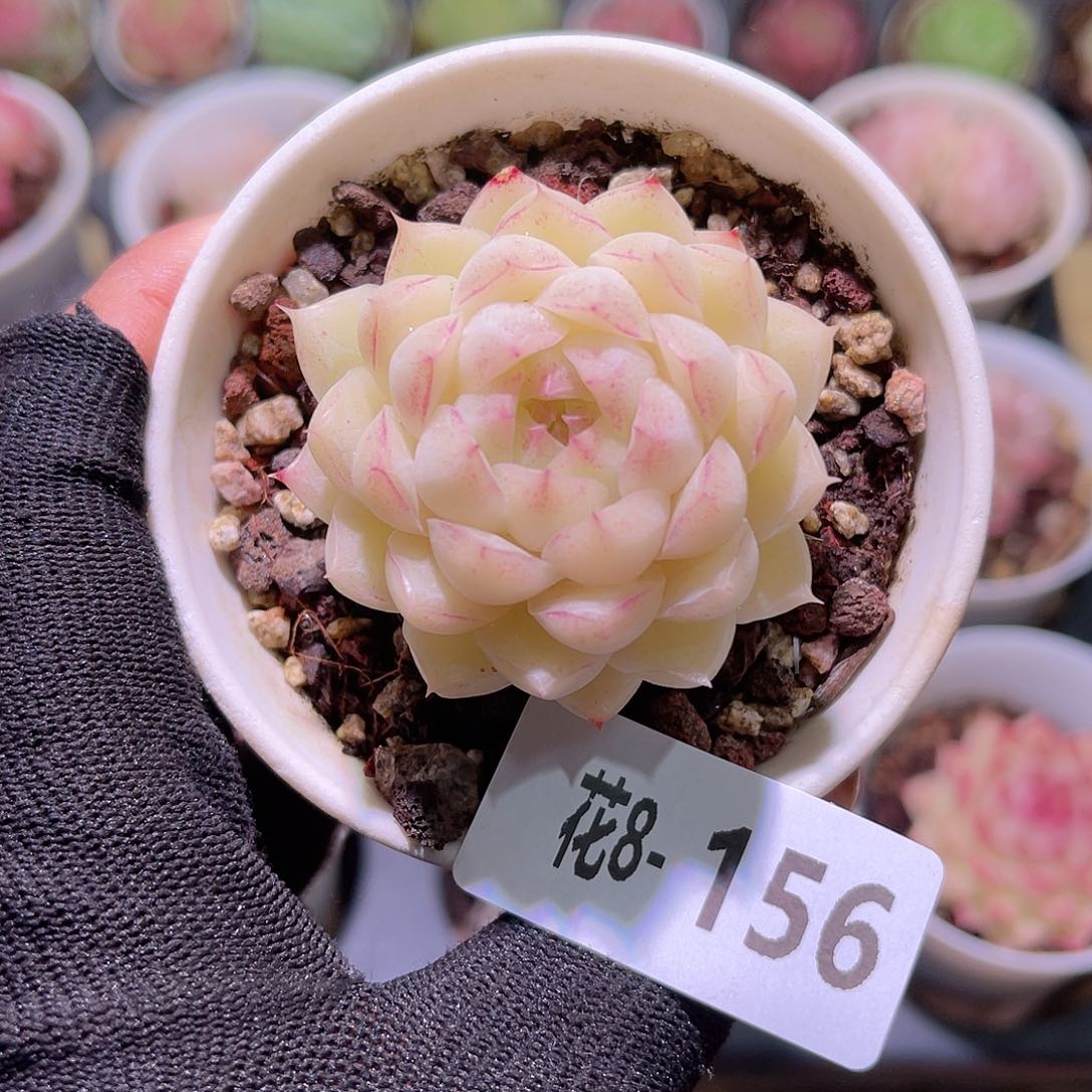 花08-156女王单头