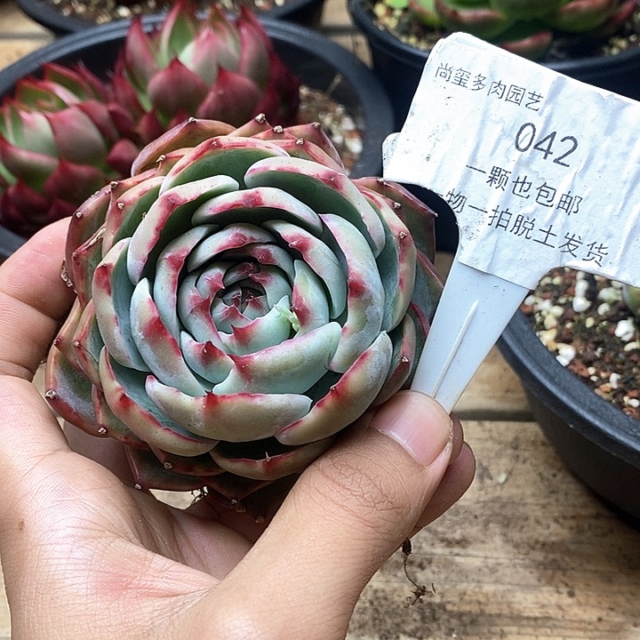 一物一拍惊鸿仙子042