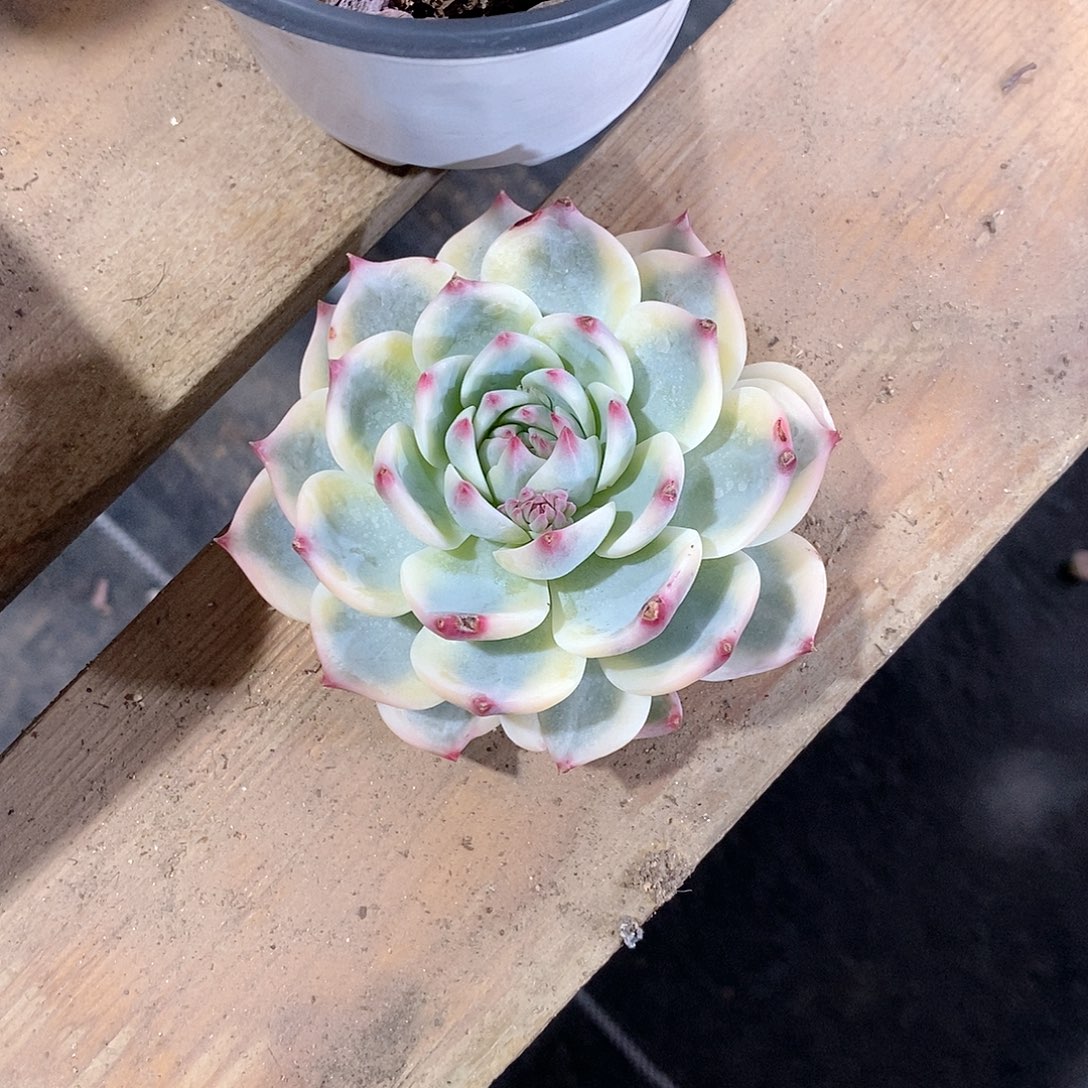 星***天吉娃娃锦砍头多肉植物