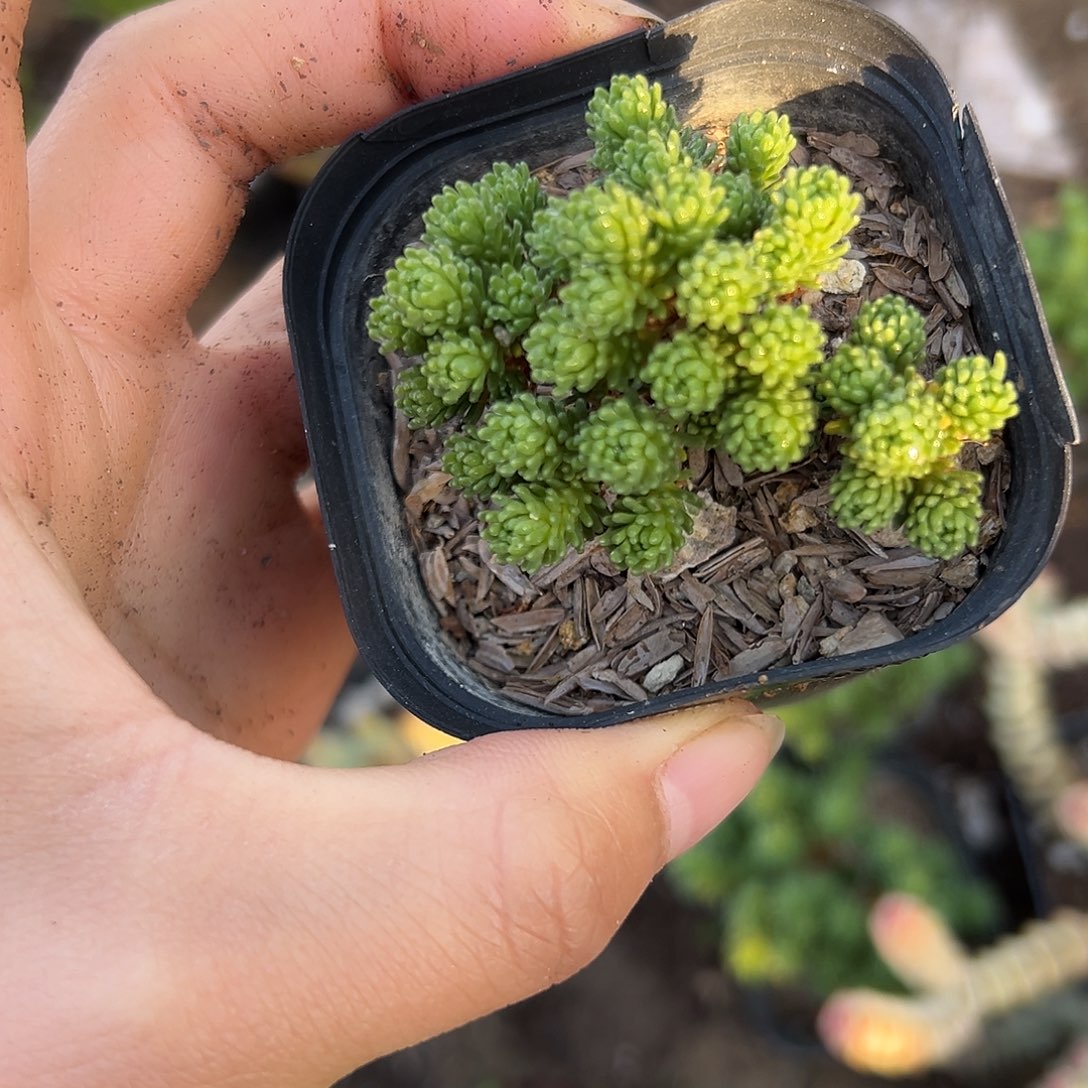 松球父母哦植物中央音乐学院