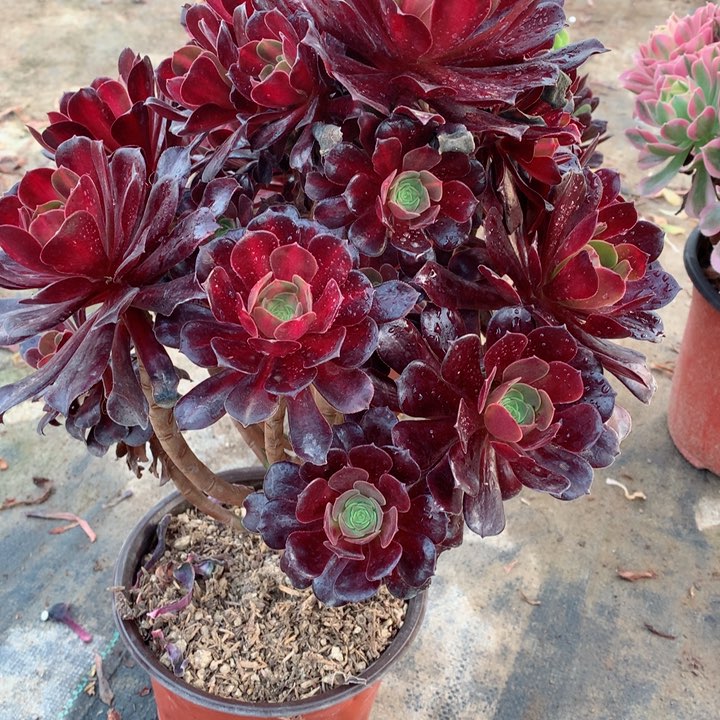 100华纳多肉一物一拍