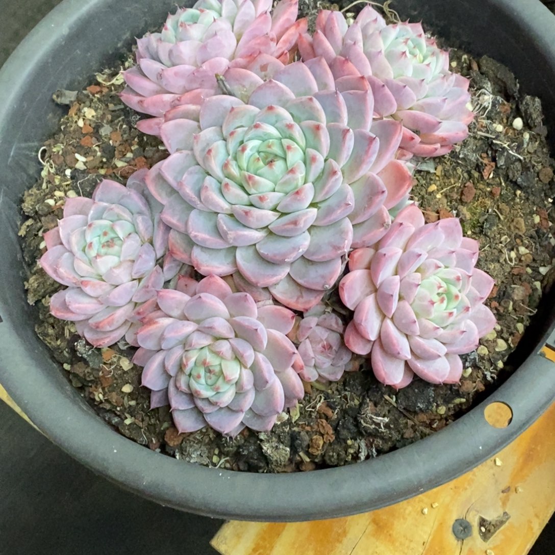 精品多肉一物一拍不包整439