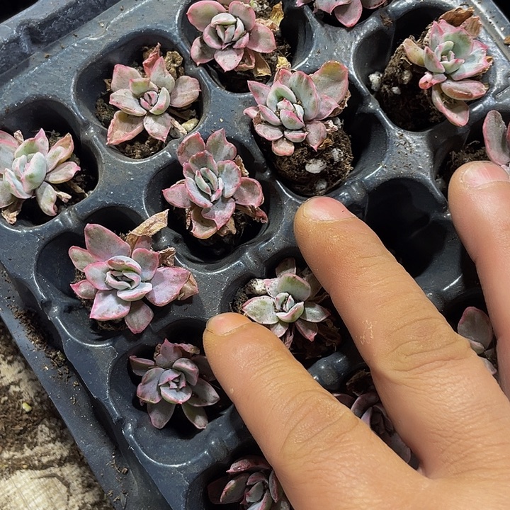 小伯克利锦1.5带土发