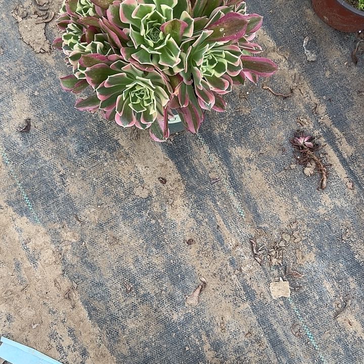 法师一物一拍链接229