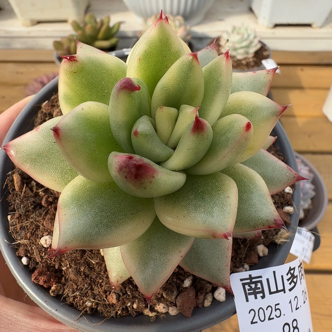 冬云锦11111226-98