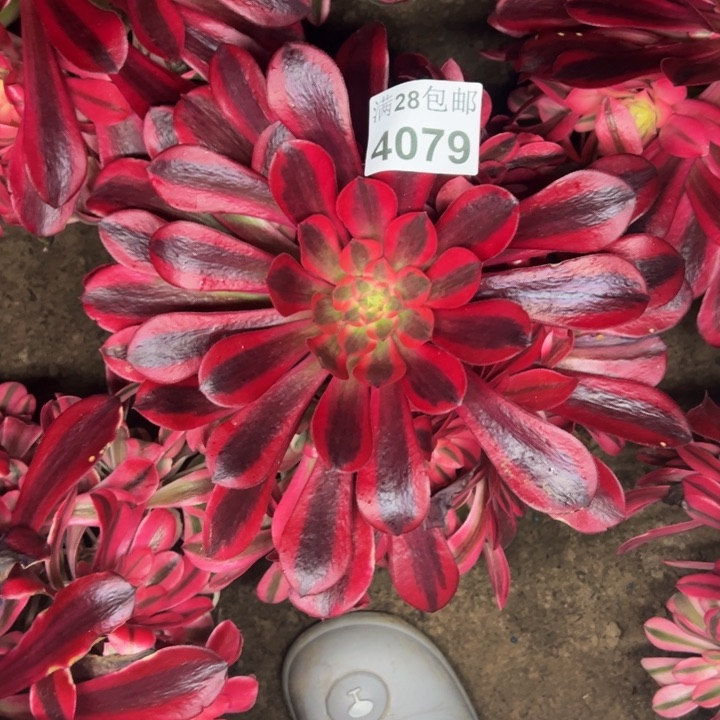 4079南美杜莎多肉植物