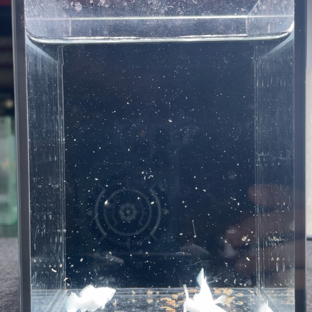 孔雀鱼一个半月鱼龄钻石眼玛丽苗子四条