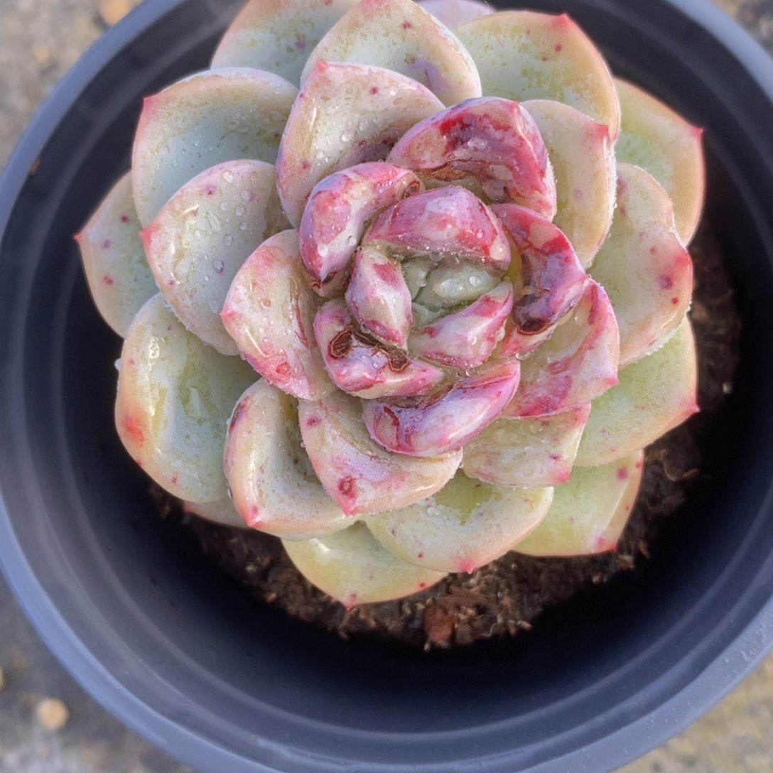 可问主播品种，下滑链接更多品种多肉选择