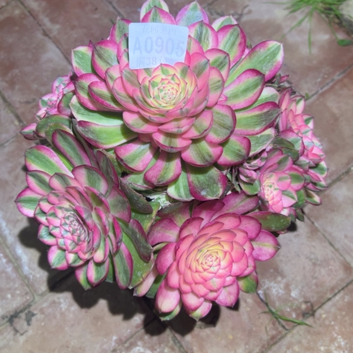 【闪购商品】戒****你905荔枝多肉