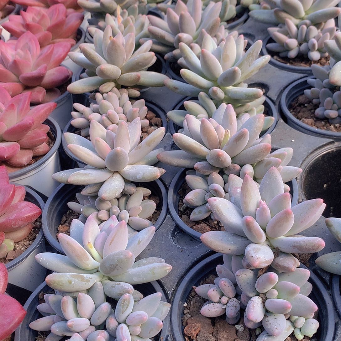 潜力股白兰地35678899900