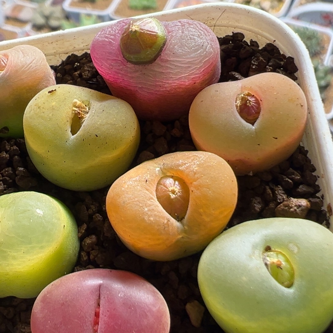 J***e23多肉植物百科植物