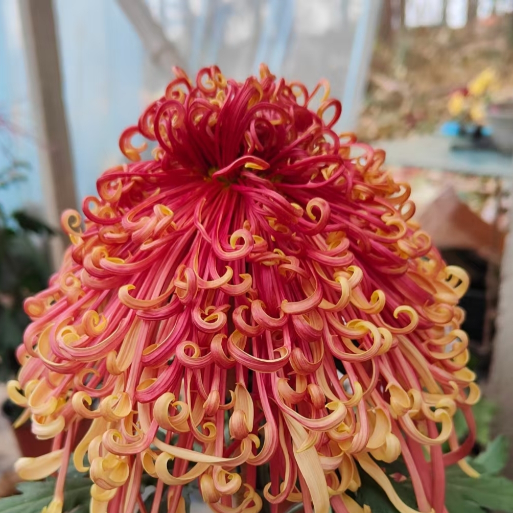 【盘龙舞凤】菊花盆栽带花苞发货大花特色花卉绿植