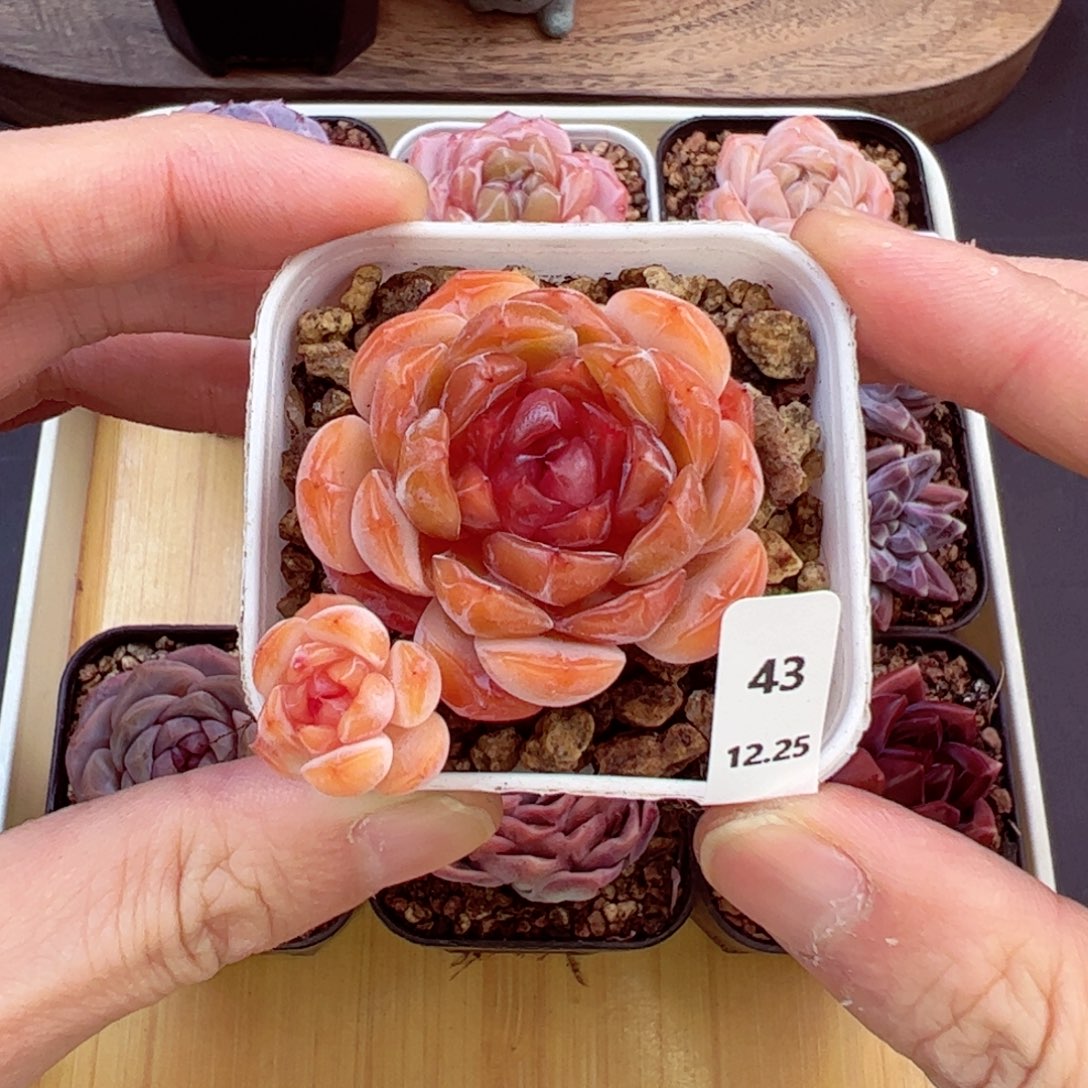 好好看43、哈哈哈哈