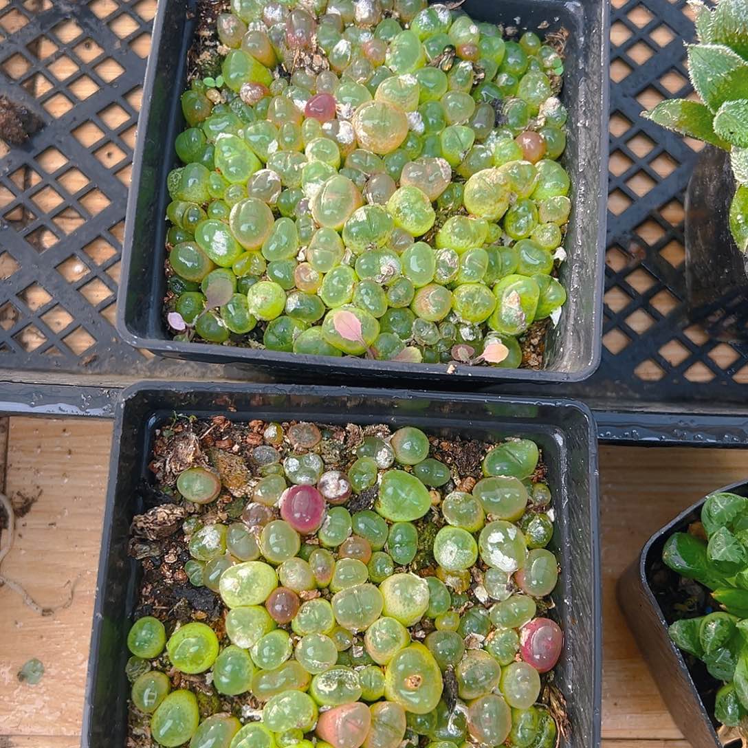 毛汉尼多肉多肉一颗