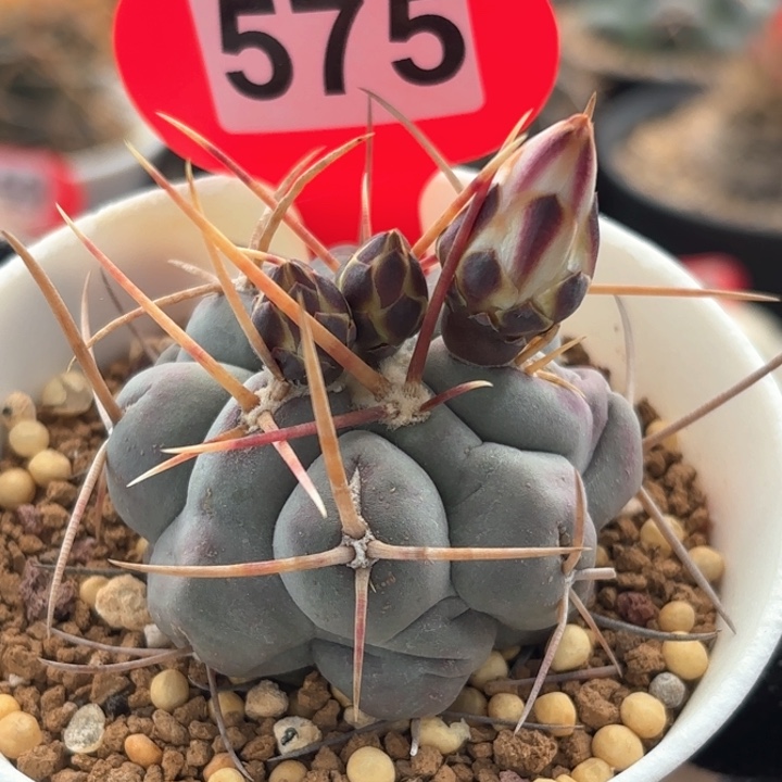 仙人球实生绯冠龙